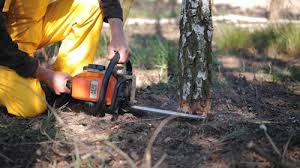 Best Tree Planting Services  in Hebron, PA